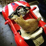 Susan Chitty - @suechitty333 - Instagram