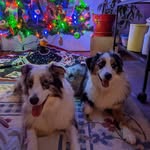 Susan Chopp - @grammachopper - Instagram