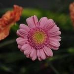 Susan Chuang - @chuang_susan - Instagram