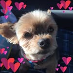 Susan Madsen Cicala - @susancicala - Instagram