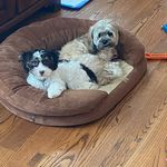 Susan Ciuffo - @sdciuffo - Instagram