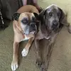 susanclaire - @susanclairedogmom - TikTok