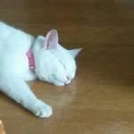 Susan Anthony Clapp - @clappsusan - Instagram
