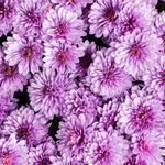 Susan Clapp - @happyflowerhealing - Instagram