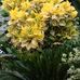Susan Clarin - Facebook