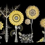 Susan Clickner - @susanclicknerdesigns - Instagram