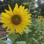 Mary Susan Coble - @marysusancoble - Instagram