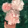 Coco_Susan - @coco_susan - TikTok