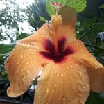 Susan Codling - @susancodling - Instagram