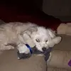 Susan - @susancollar - TikTok