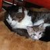 Susan Cossette Lowry - Facebook