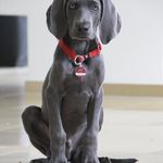 Susan Coy - @official__dogs__life - Instagram