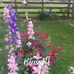 Susan Croft - Facebook
