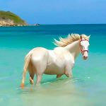 Susan Croft Photography - @wildblueimages - Instagram