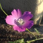 Susan Culbertson - @susanculbertson - Instagram