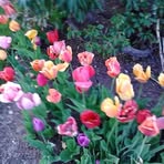 Susan Cullison - Facebook