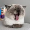 @ei_su - @susandarr - TikTok