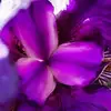 Susan Deady - @susandeady - TikTok