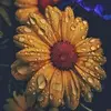 Susan Deady - @susan.deady - TikTok