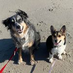 Susan Dever Rossbach - @cinderandannie - Instagram