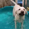 susandevereaux558 - @susandevereaux558 - TikTok