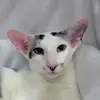 susan devlin - @susan.devlin4 - TikTok
