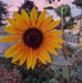 Susan Didier - Facebook