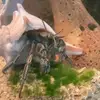 susandingler - @susan.dingler - TikTok