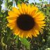 Sue Dionne - Facebook