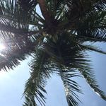 Susan Dionne - @nesibkeymeo - Instagram