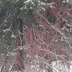 Susan Dionne - @exrasosiov380 - Instagram