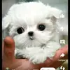 Susana Dipaolo - @susana.dipaolo - TikTok