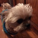 Susan Dones - @doglover_mom - Instagram
