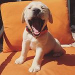 Harlie Dorris Susan - @harlie.dorris.susan - Instagram