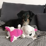 Susan Dougherty - @doughertysusan - Instagram