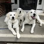 Susan Semanski Dougherty - @sixftsioux - Instagram
