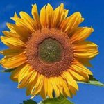 Susan Drexler Wagner - @swagner813 - Instagram