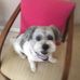 Susan Droege - Facebook