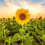 Susan Durden - @smd2288 - Instagram