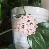 Susan Dyck - @susan.dyck - TikTok