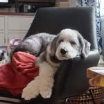 Susan Eberhart Esson - @susanthehomemaker - Instagram