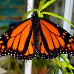 susan edge - @susan_edge_monarchs - Instagram