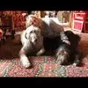 Susan - @susanfreedman - TikTok