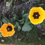 Susan E. Jones - @susanelainejones - Instagram
