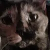 Susan Ellman - @susan.ellman - TikTok