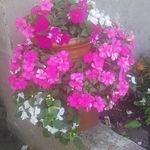 Susan Enright - @grandmasuzie12 - Instagram