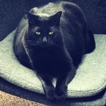 Susan Erler - @1blackcat_gma - Instagram