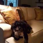 Susan Ernst - @bodiedog9114 - Instagram