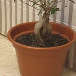 Susan Factori - @susansfactory - Instagram