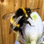 Susan Falco - @gardenfurandfeathers - Instagram